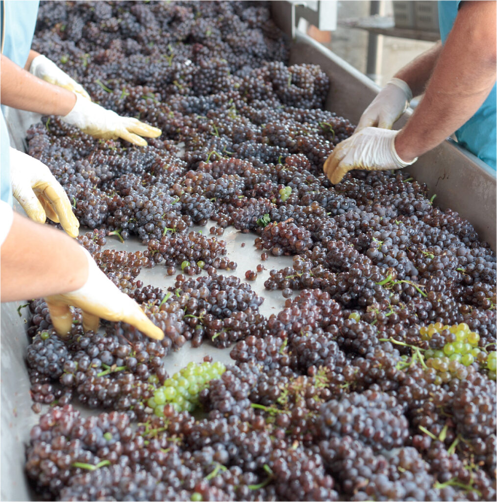 Sorting grapes by hand | UPL Allies for Agriculture