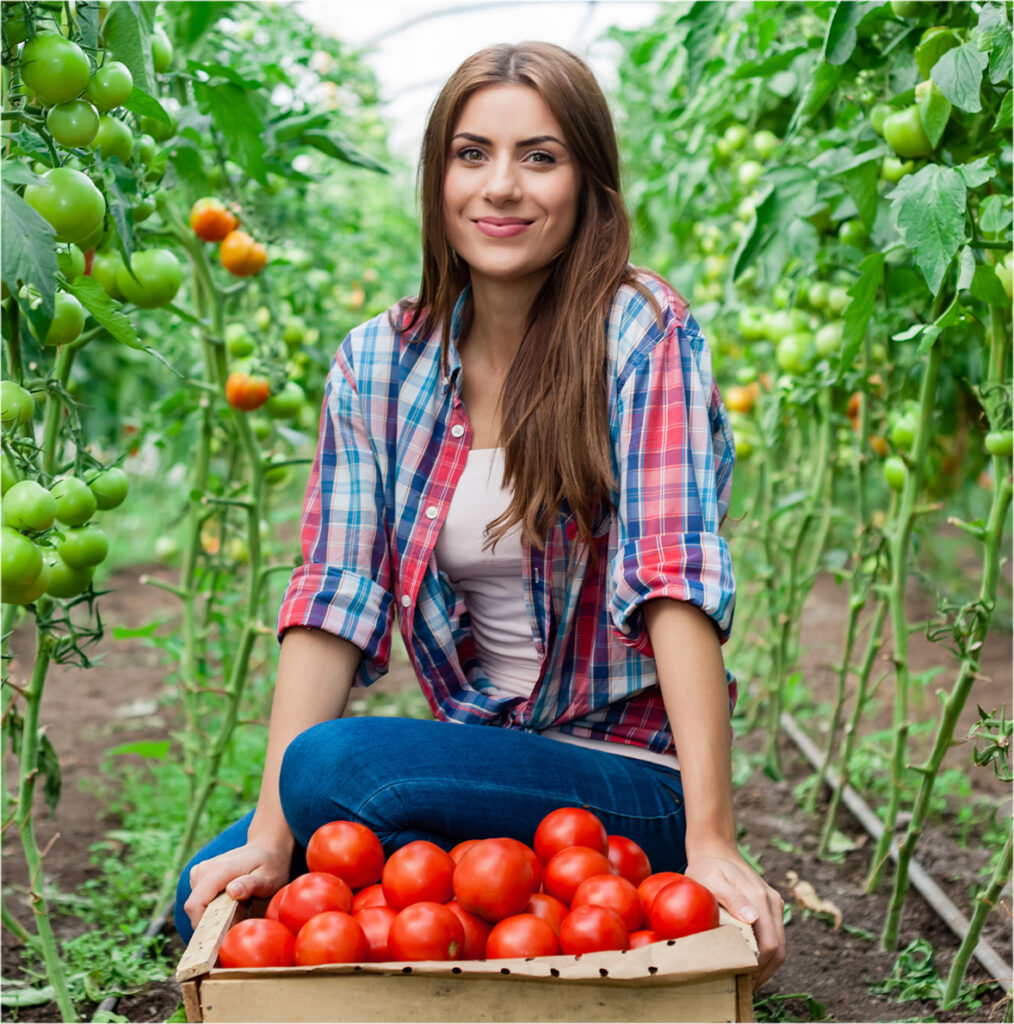 Fresh-picked tomatoes in a basket | UPL Allies for Agriculture
